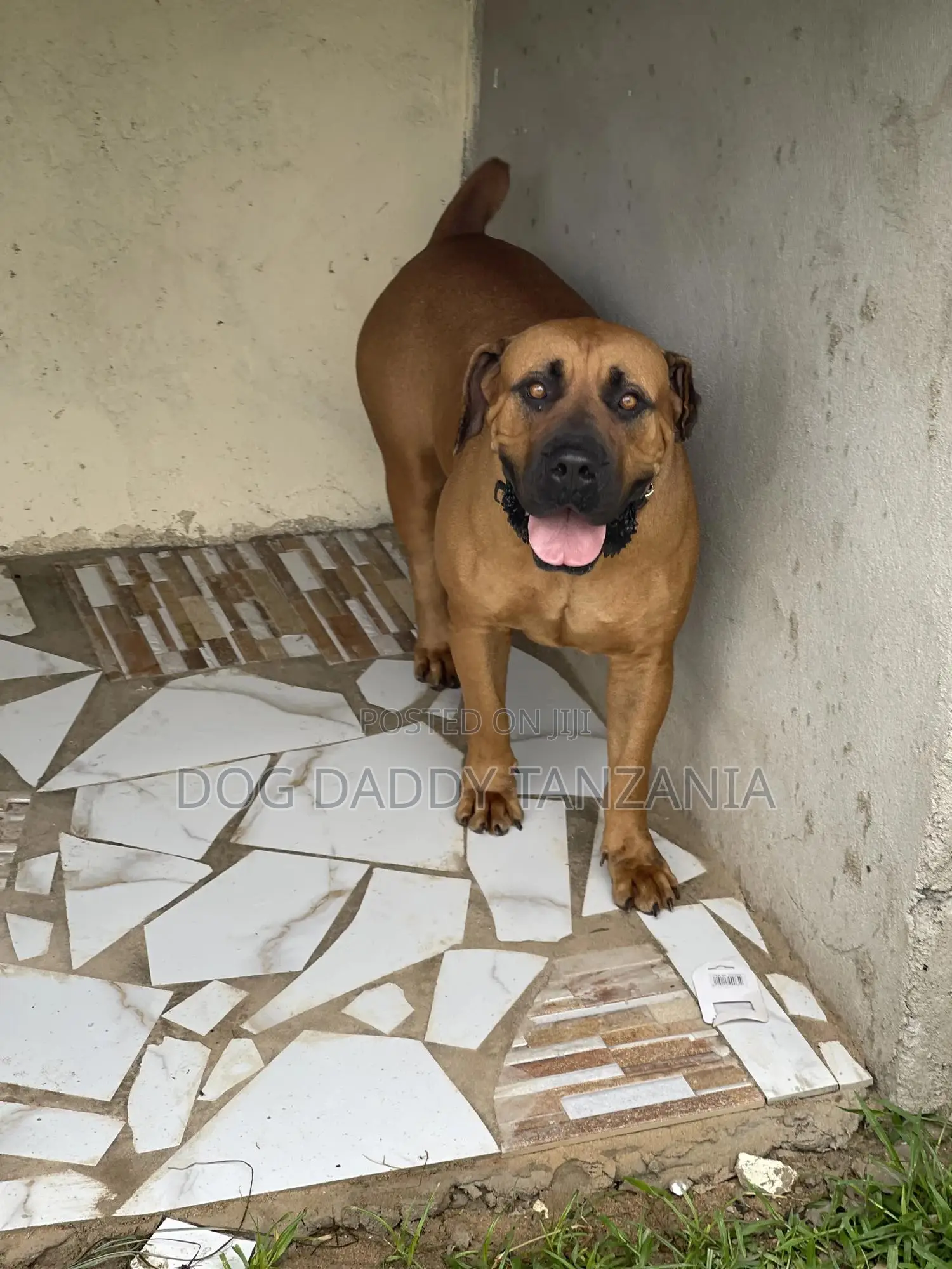 1+ year Female Purebred Boerboel