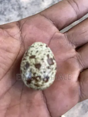 Quails(Kware)