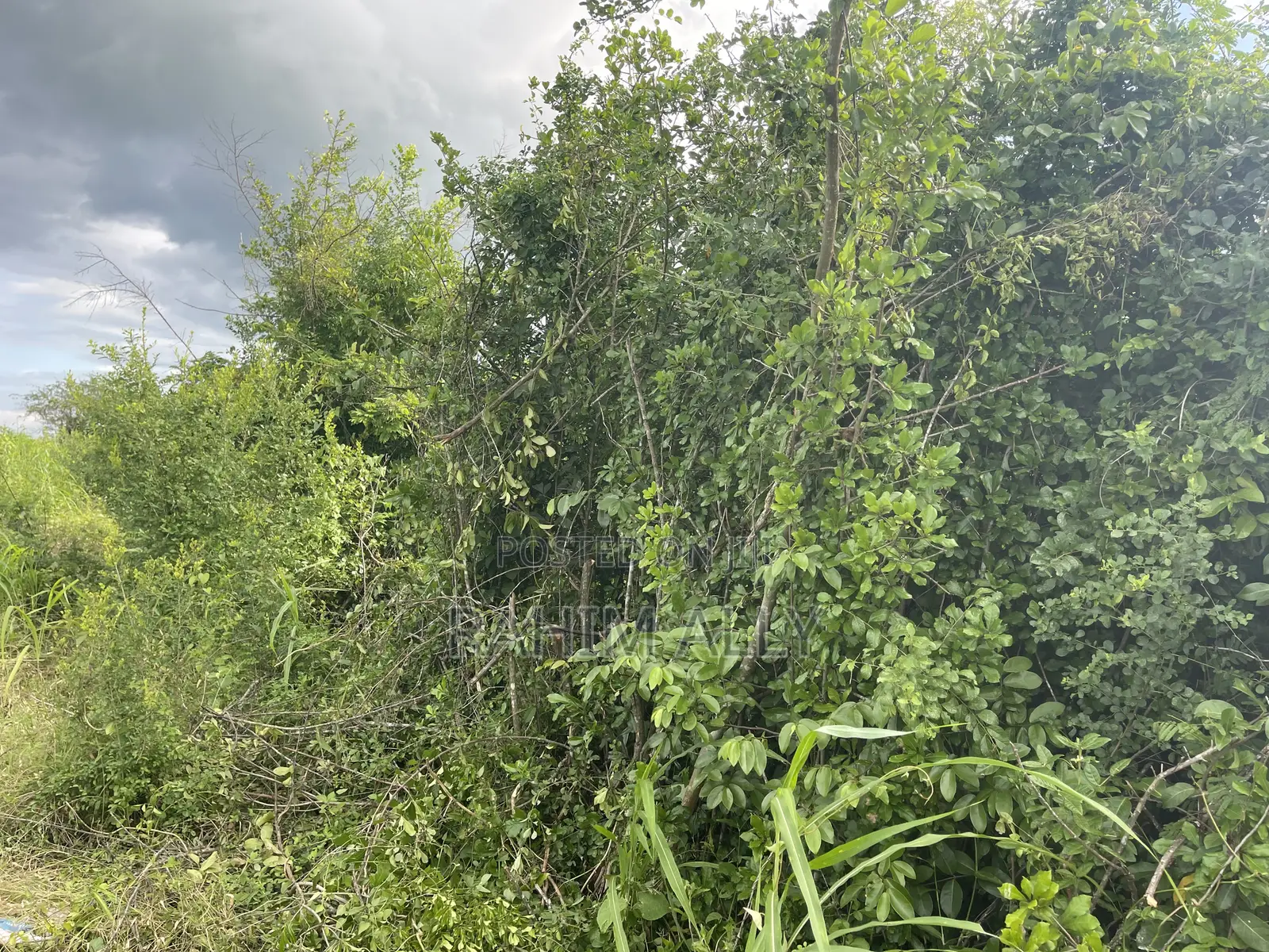 Shamba Linauzwa Hekari 35