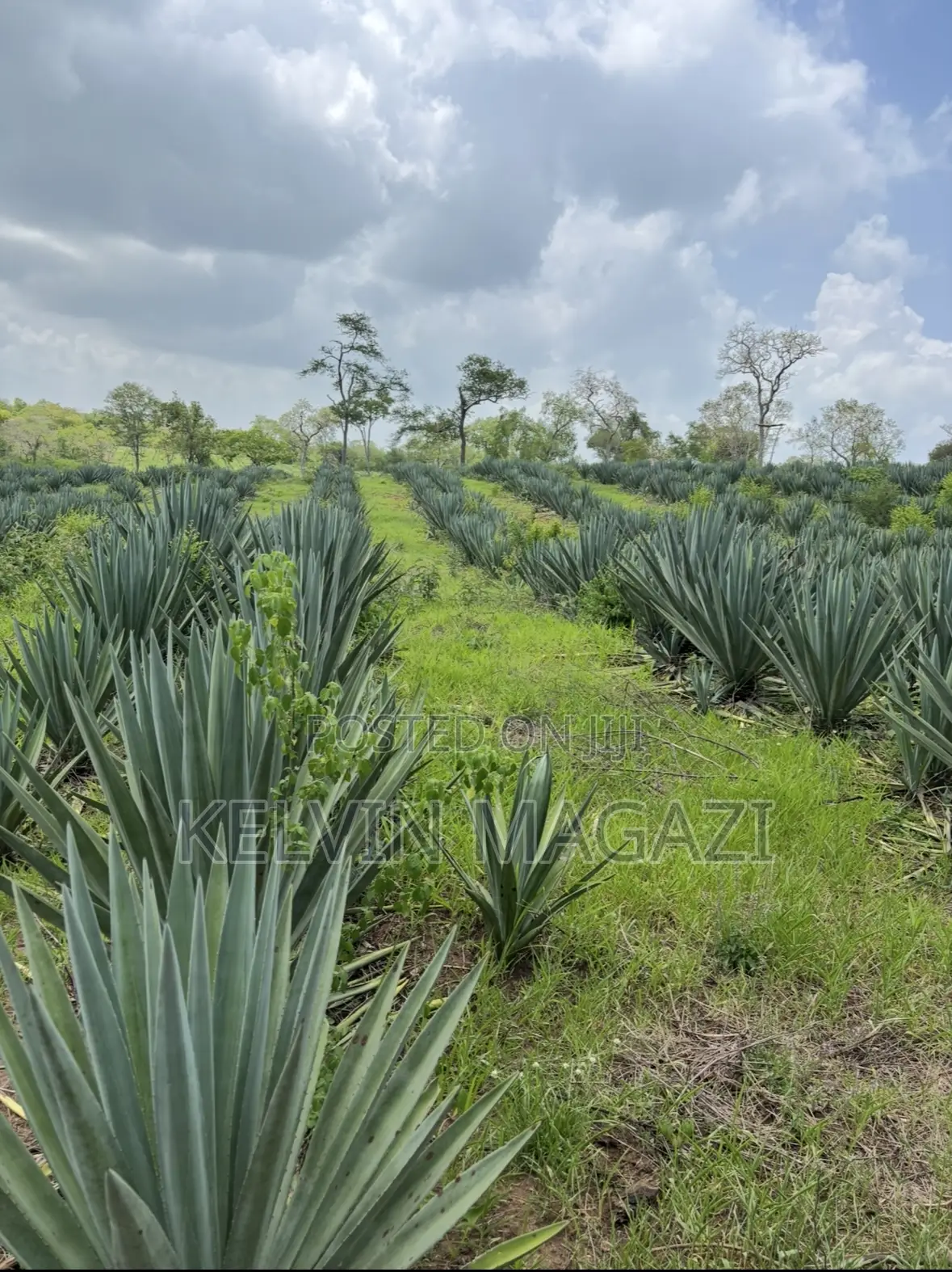 Shamba La Mkonge ( Sisal)