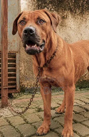 6-12 months Male Purebred Boerboel