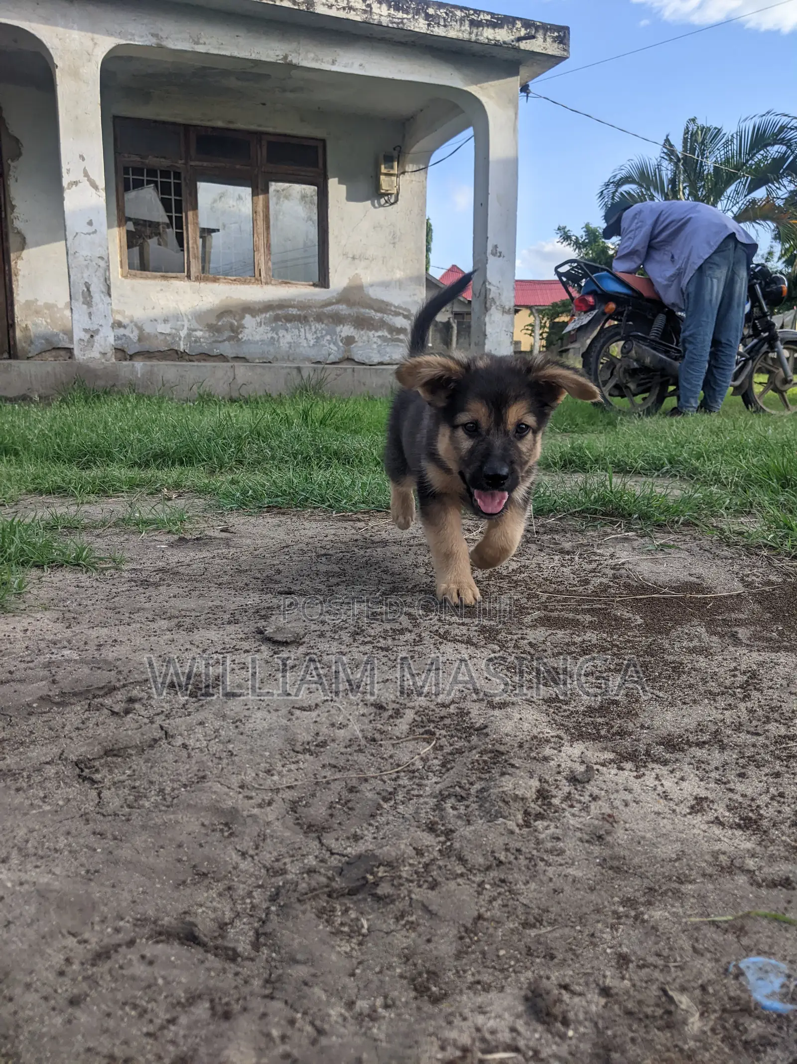 1-3 months Male Purebred German Shepherd