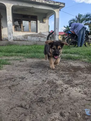 1-3 months Male Purebred German Shepherd