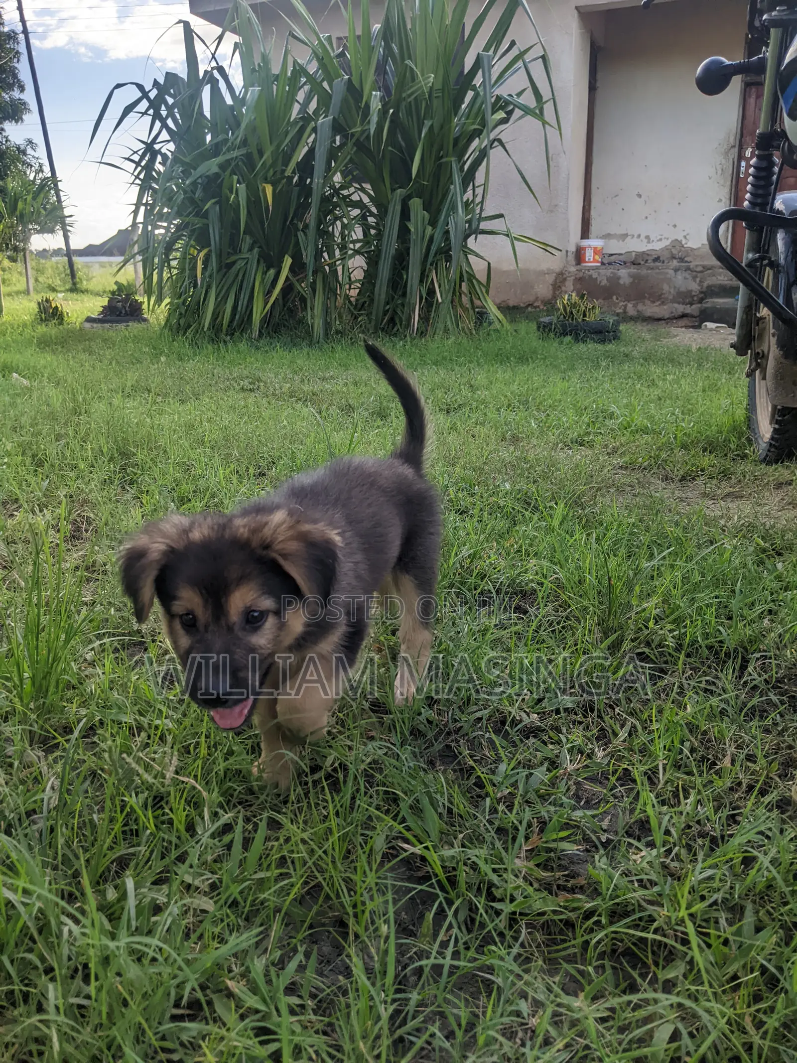 1-3 months Male Purebred German Shepherd