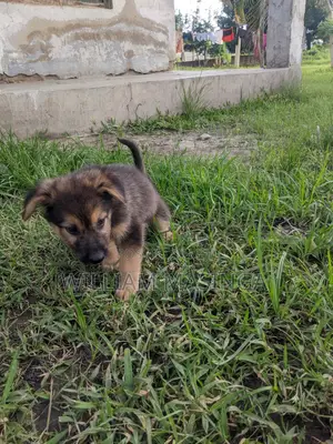 1-3 months Male Purebred German Shepherd