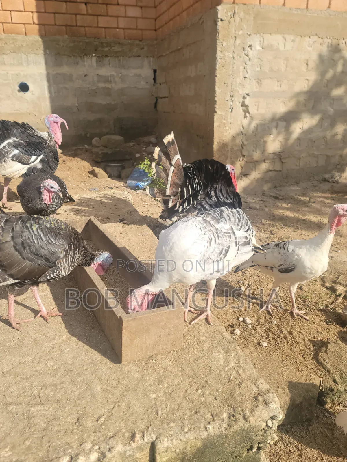Bata Mzinga(Turkey)