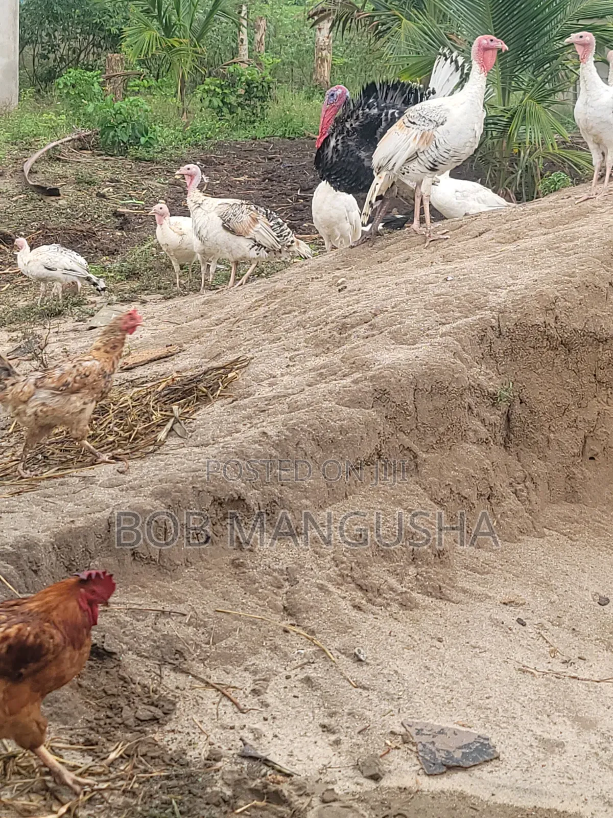Bata Mzinga(Turkey)