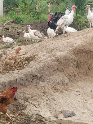 Bata Mzinga(Turkey)
