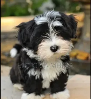 0-1 month Female Purebred Havanese