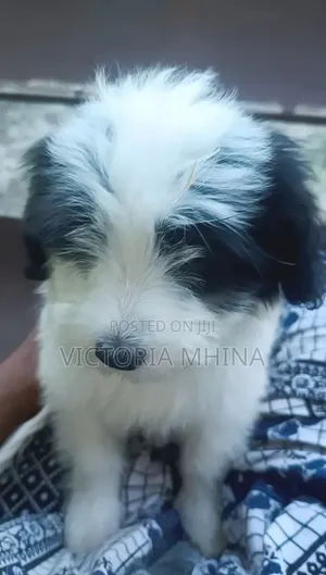0-1 month Female Purebred Havanese