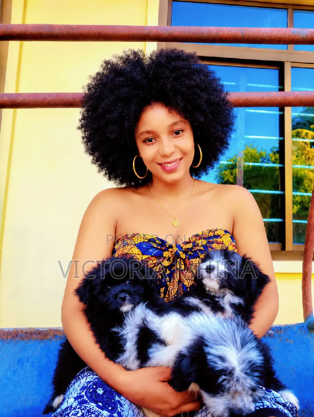 0-1 month Female Purebred Havanese