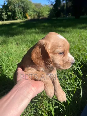 1-3 months Male Purebred Cocker Spaniel