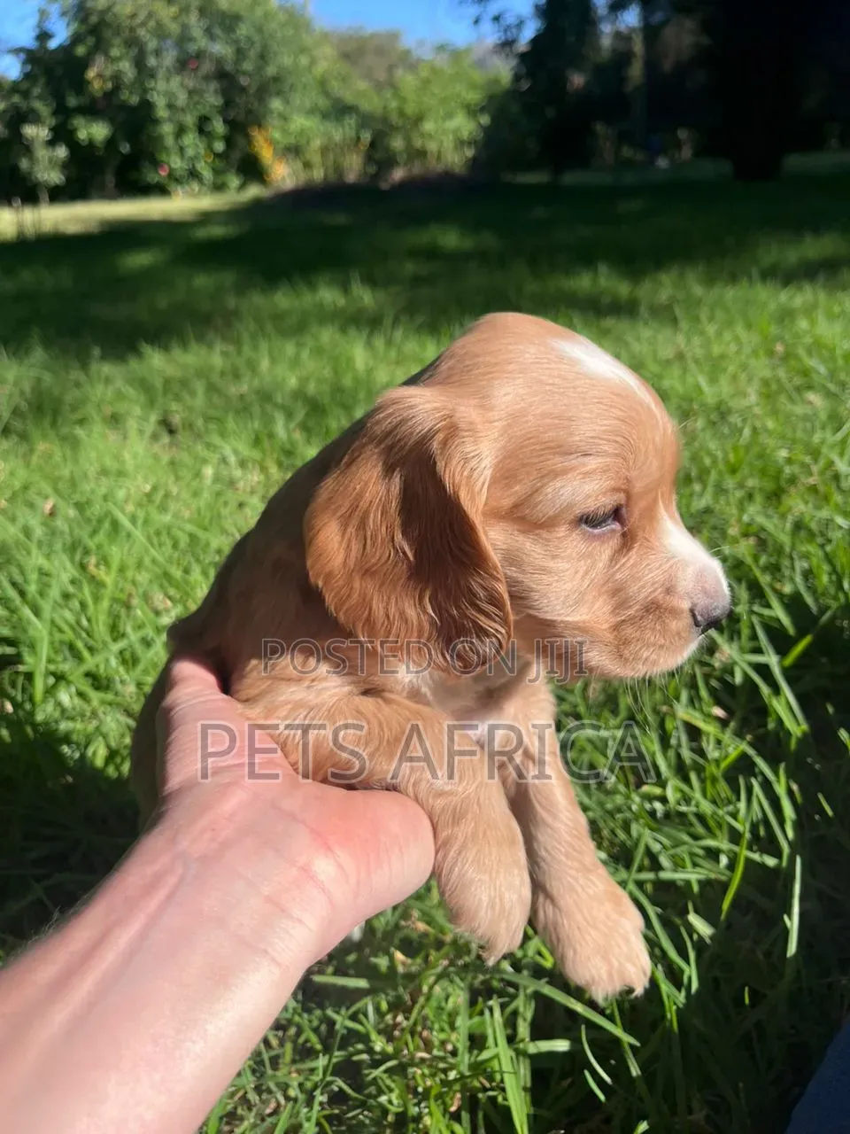 1-3 months Male Purebred Cocker Spaniel