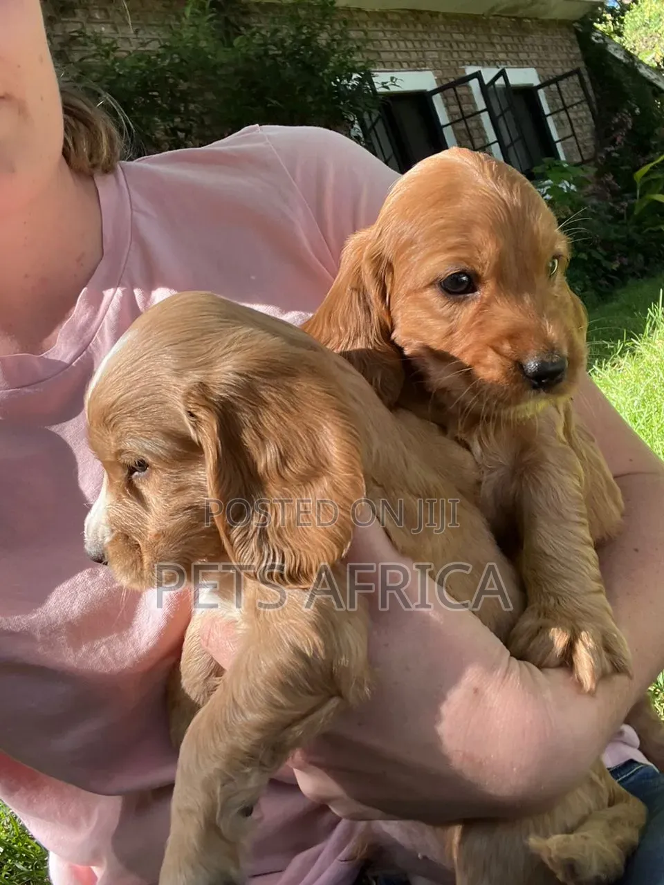 1-3 months Male Purebred Cocker Spaniel