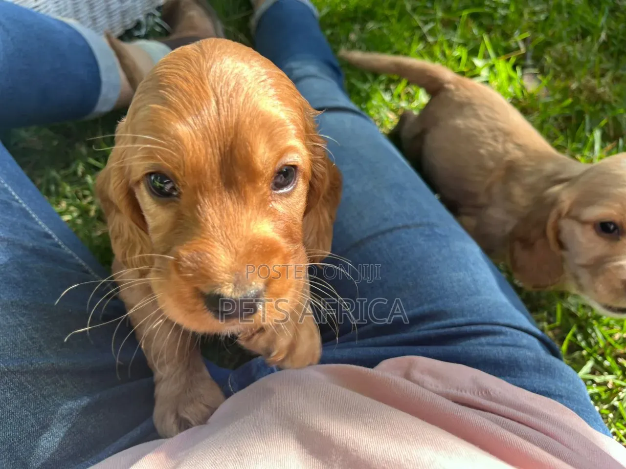 1-3 months Male Purebred Cocker Spaniel