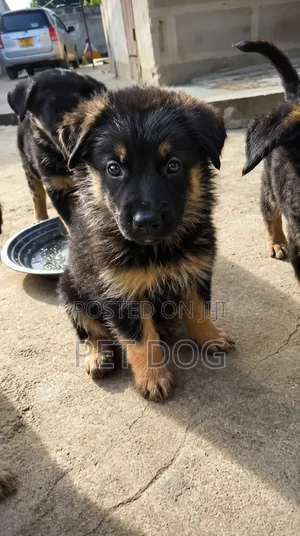 1-3 months Male Purebred German Shepherd
