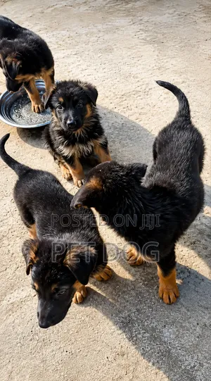 1-3 months Male Purebred German Shepherd