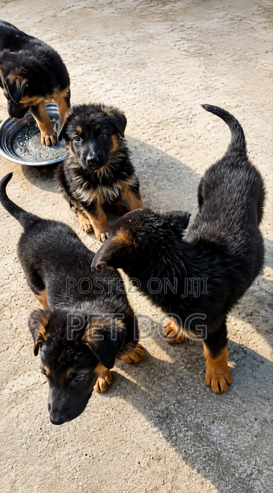 1-3 months Male Purebred German Shepherd