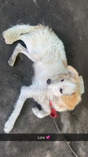 3-6 months Male Purebred Maltese