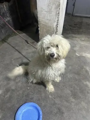 6-12 months Male Purebred Maltese