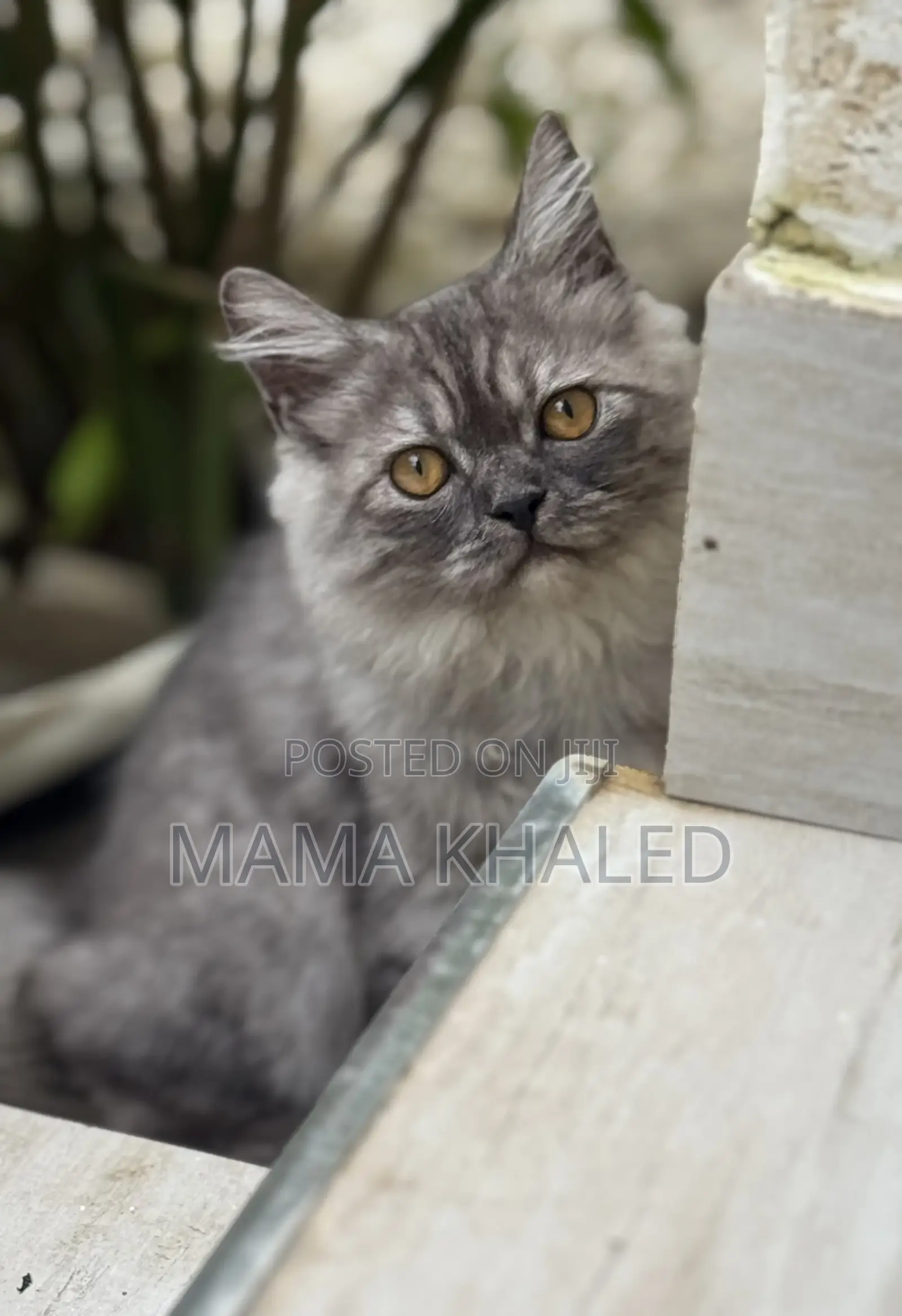 3-6 months Male Purebred Persian