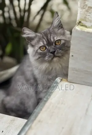 3-6 months Male Purebred Persian