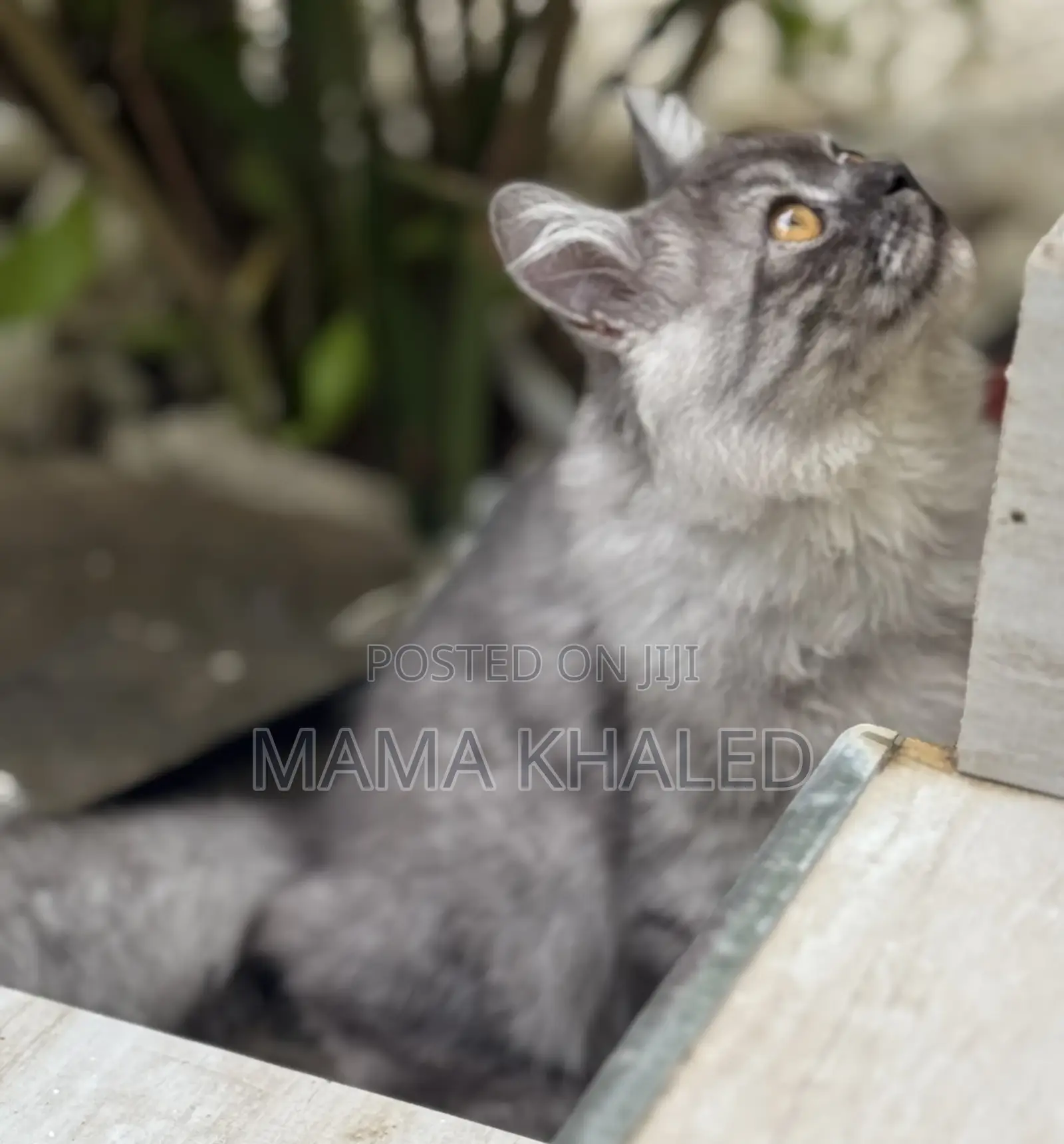 3-6 months Male Purebred Persian