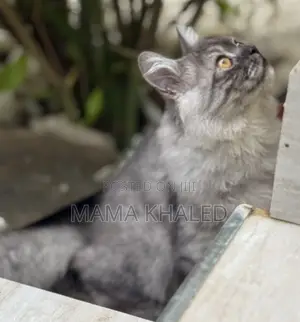 3-6 months Male Purebred Persian