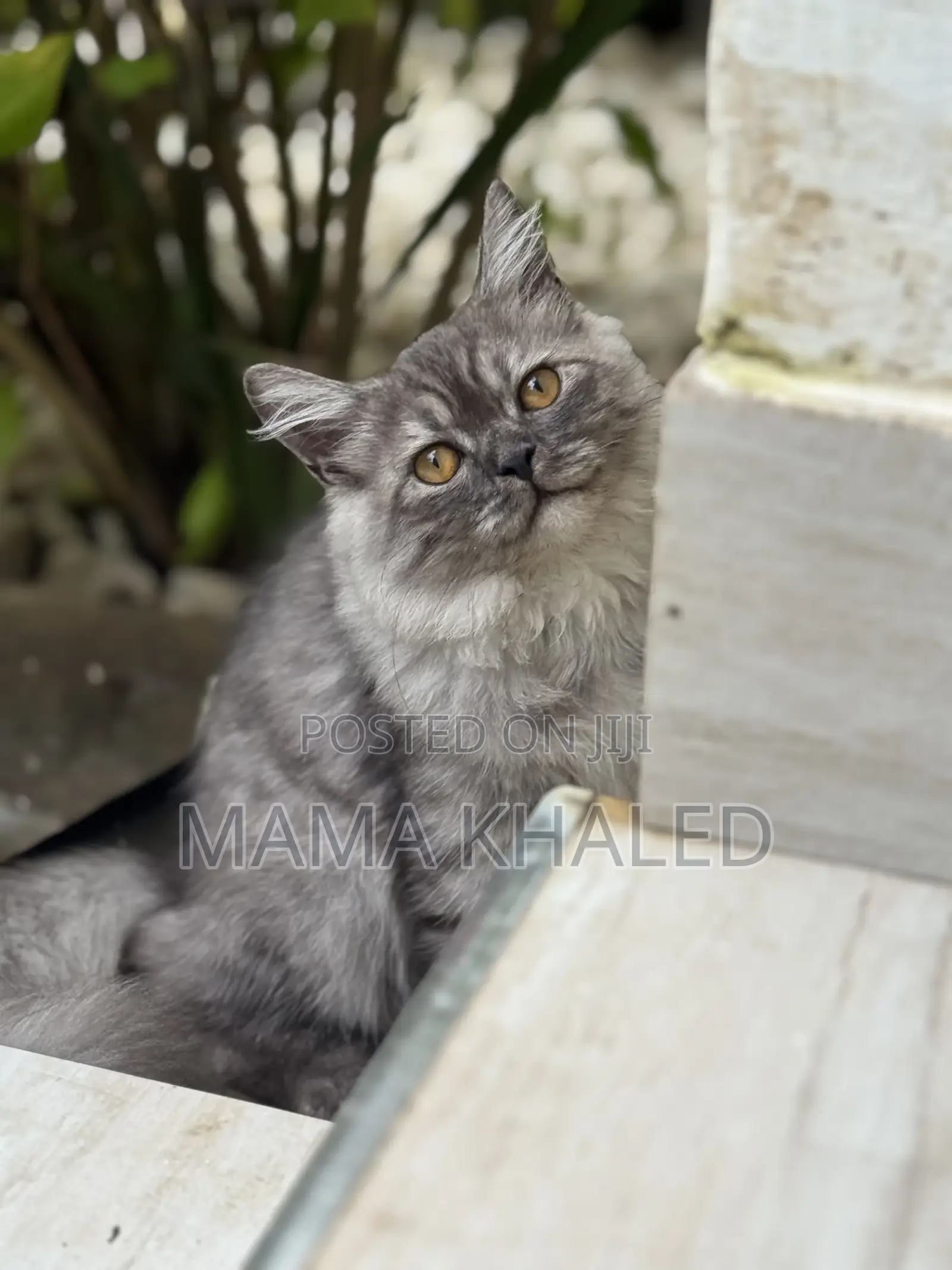 3-6 months Male Purebred Persian