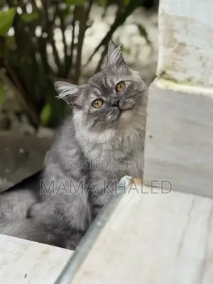 3-6 months Male Purebred Persian