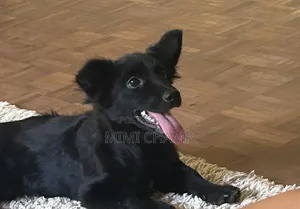 6-12 months Male Mixed Breed Maltese