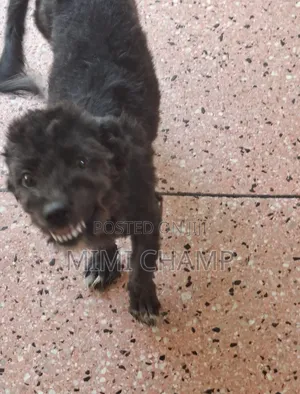 6-12 months Male Mixed Breed Maltese