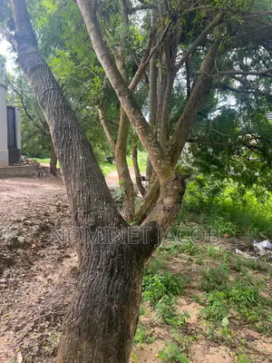 Plot for Sale