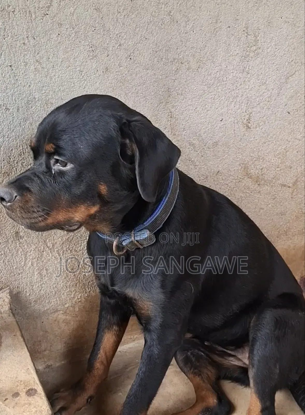 3-6 months Female Purebred Rottweiler