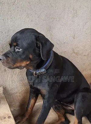 3-6 months Female Purebred Rottweiler