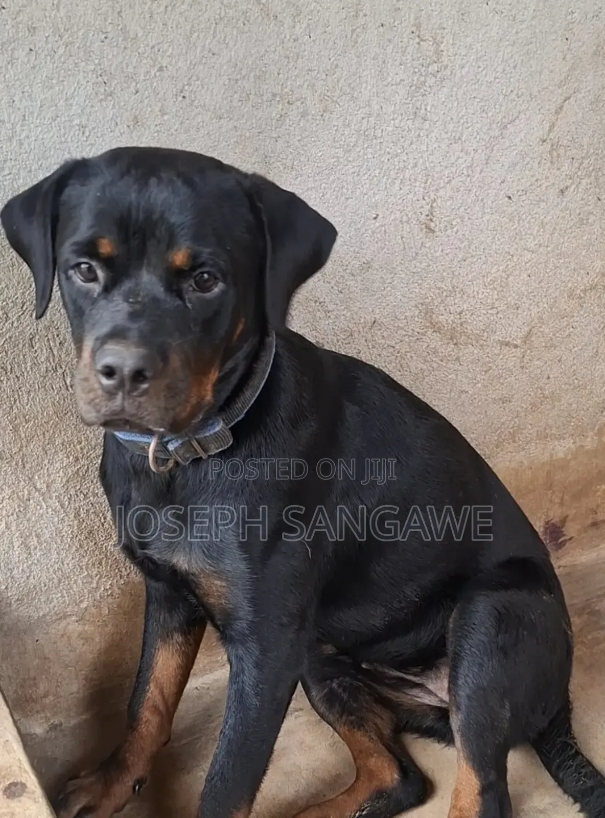 3-6 months Female Purebred Rottweiler