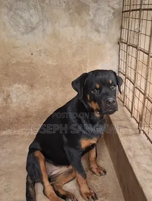 3-6 months Female Purebred Rottweiler