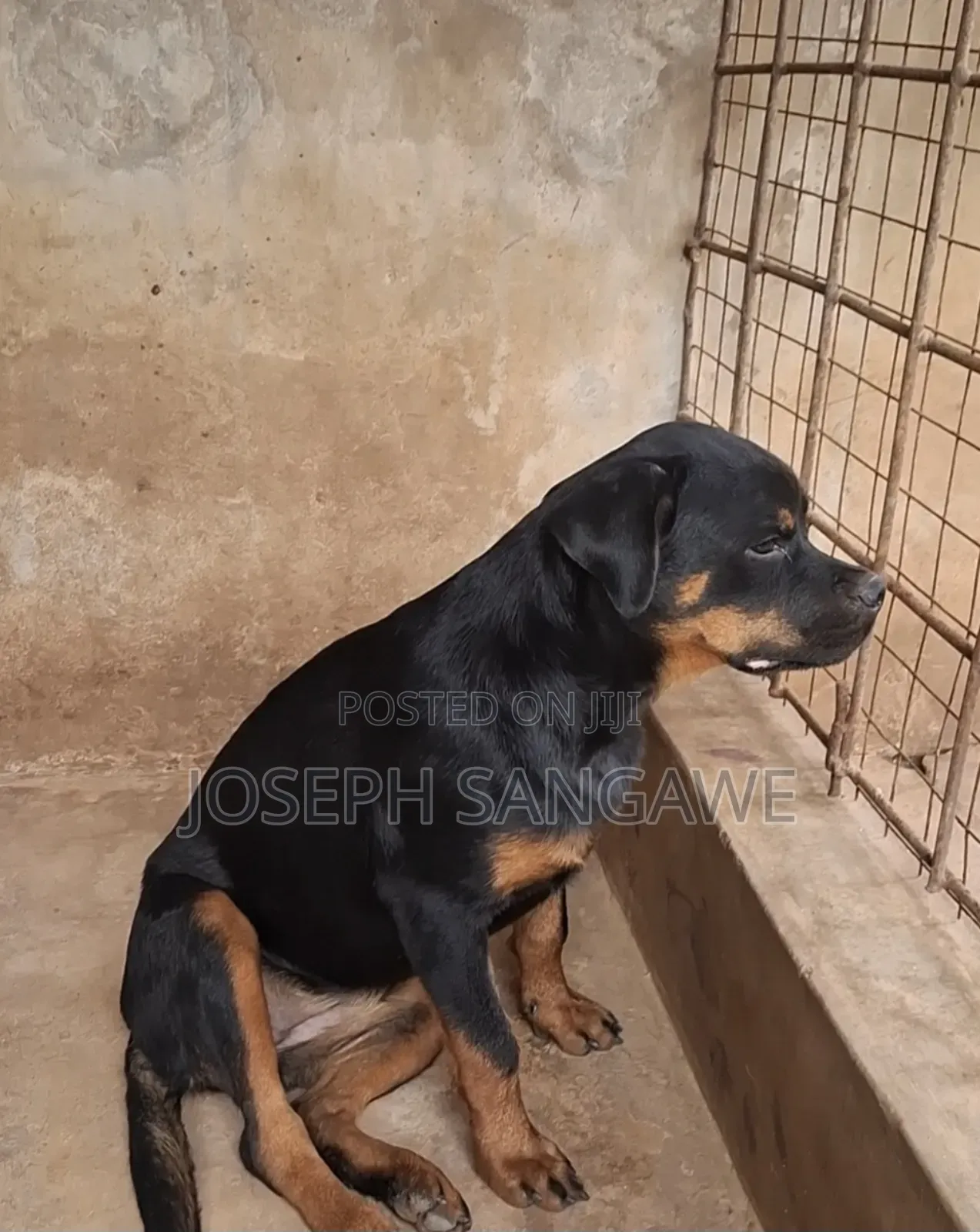3-6 months Female Purebred Rottweiler