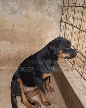 3-6 months Female Purebred Rottweiler