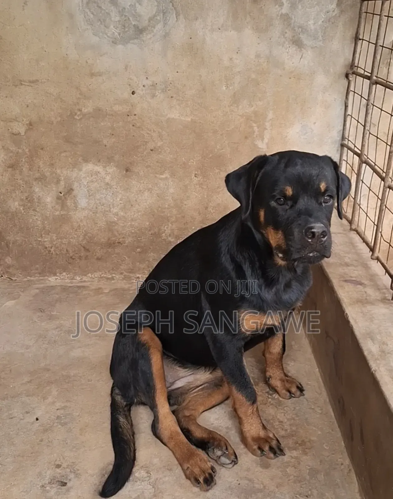 3-6 months Female Purebred Rottweiler