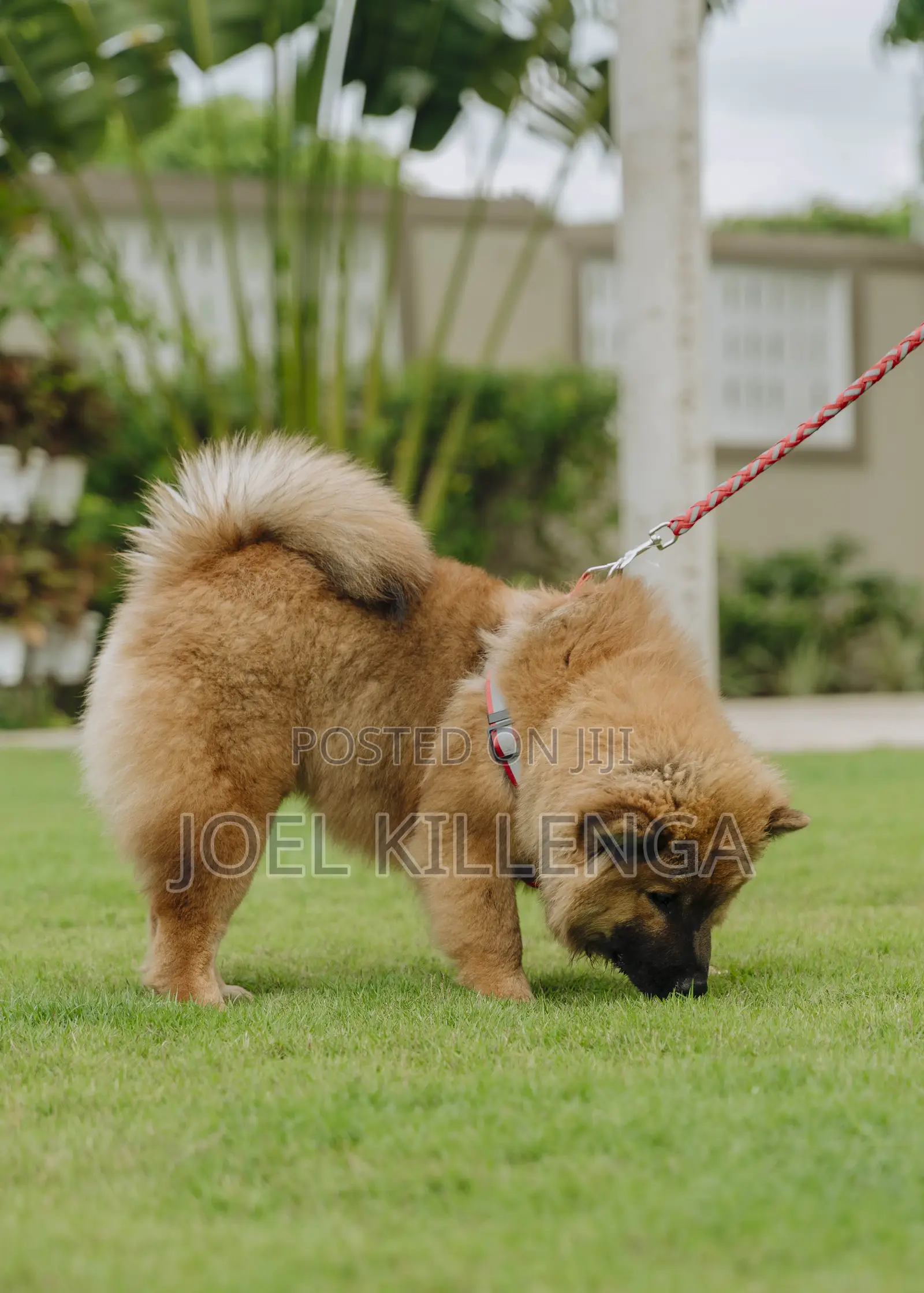 3-6 months Female Purebred Chow Chow
