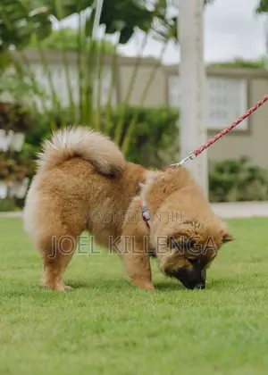 3-6 months Female Purebred Chow Chow