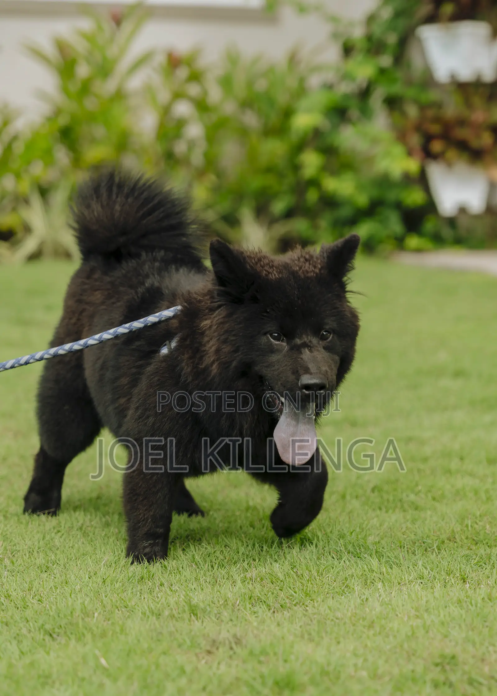 3-6 months Female Purebred Chow Chow