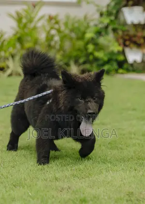 3-6 months Female Purebred Chow Chow