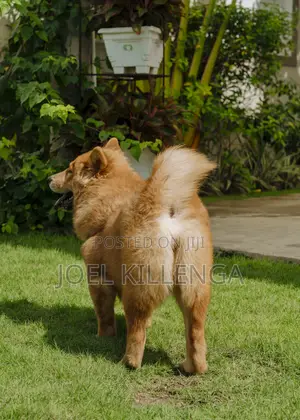 3-6 months Female Purebred Chow Chow