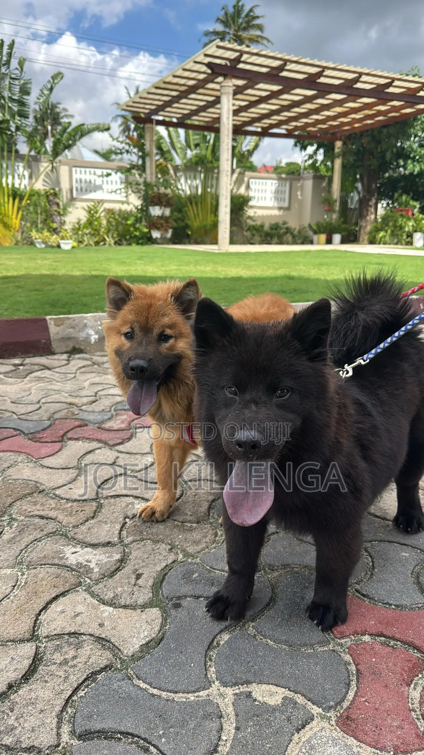 3-6 months Female Purebred Chow Chow