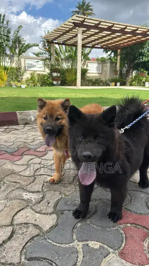 3-6 months Female Purebred Chow Chow