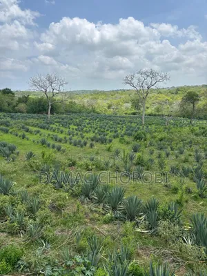 Shamba La Mkonge Linauzwa Loction Mkata