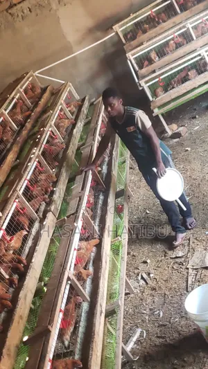 Matercage (Watengenezaji Wa Cage Za Kufugia Kuku)