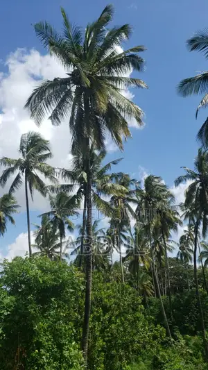 Shamba La Minazi